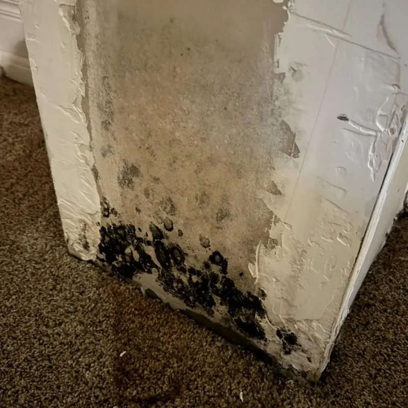 Professional Mold Removal in Cut and Shoot, TX